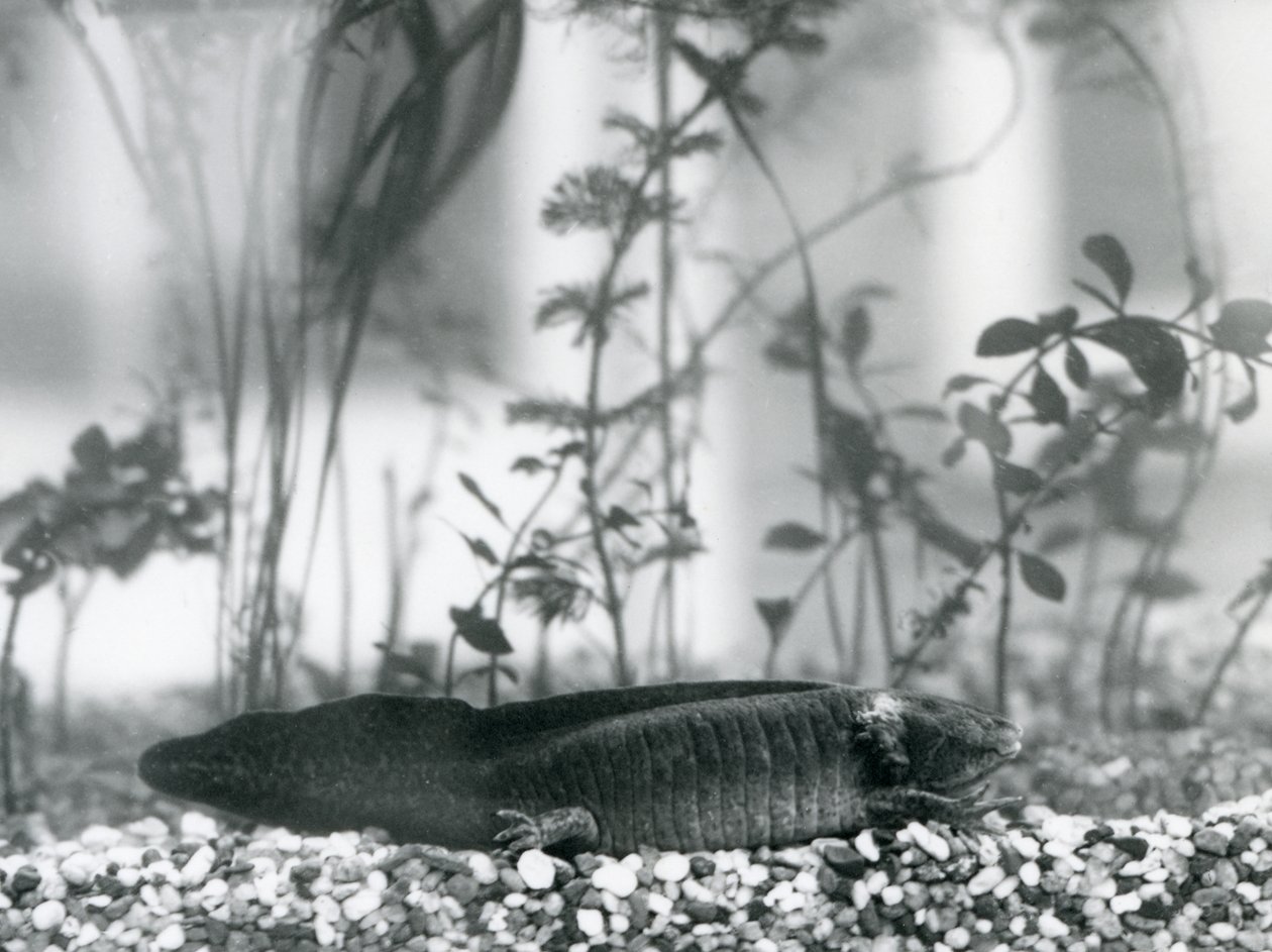 Uma Salamandra Axolotl/Mexicana preta descansando sobre cascalho no chão de um tanque no Zoológico de Londres em 1928 (foto a p/b) de Frederick William Bond