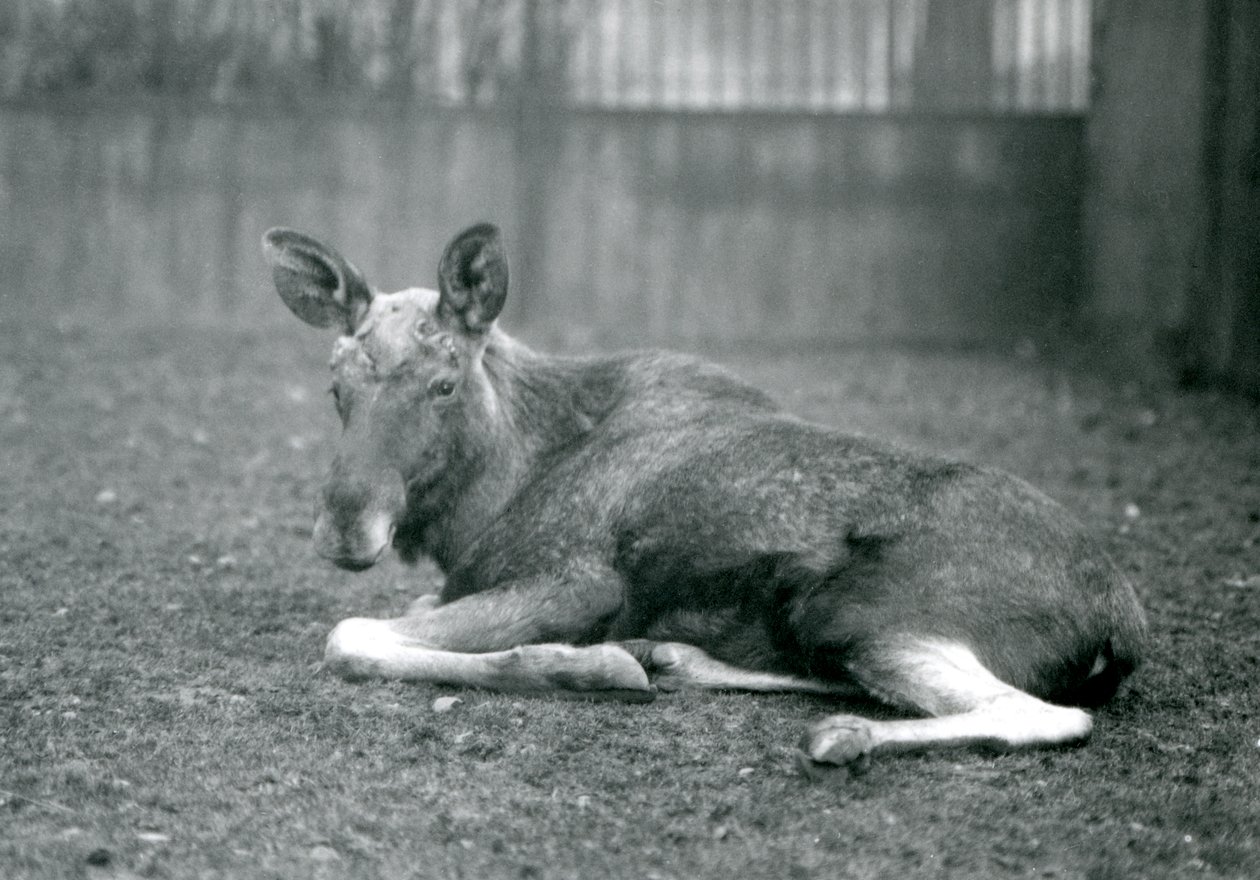 Um touro ElkMoose, mostrando as cicatrizes de suas galhadas recém-galhadas, deitadas no zoológico de Londres, em janeiro de 1926 de Frederick William Bond