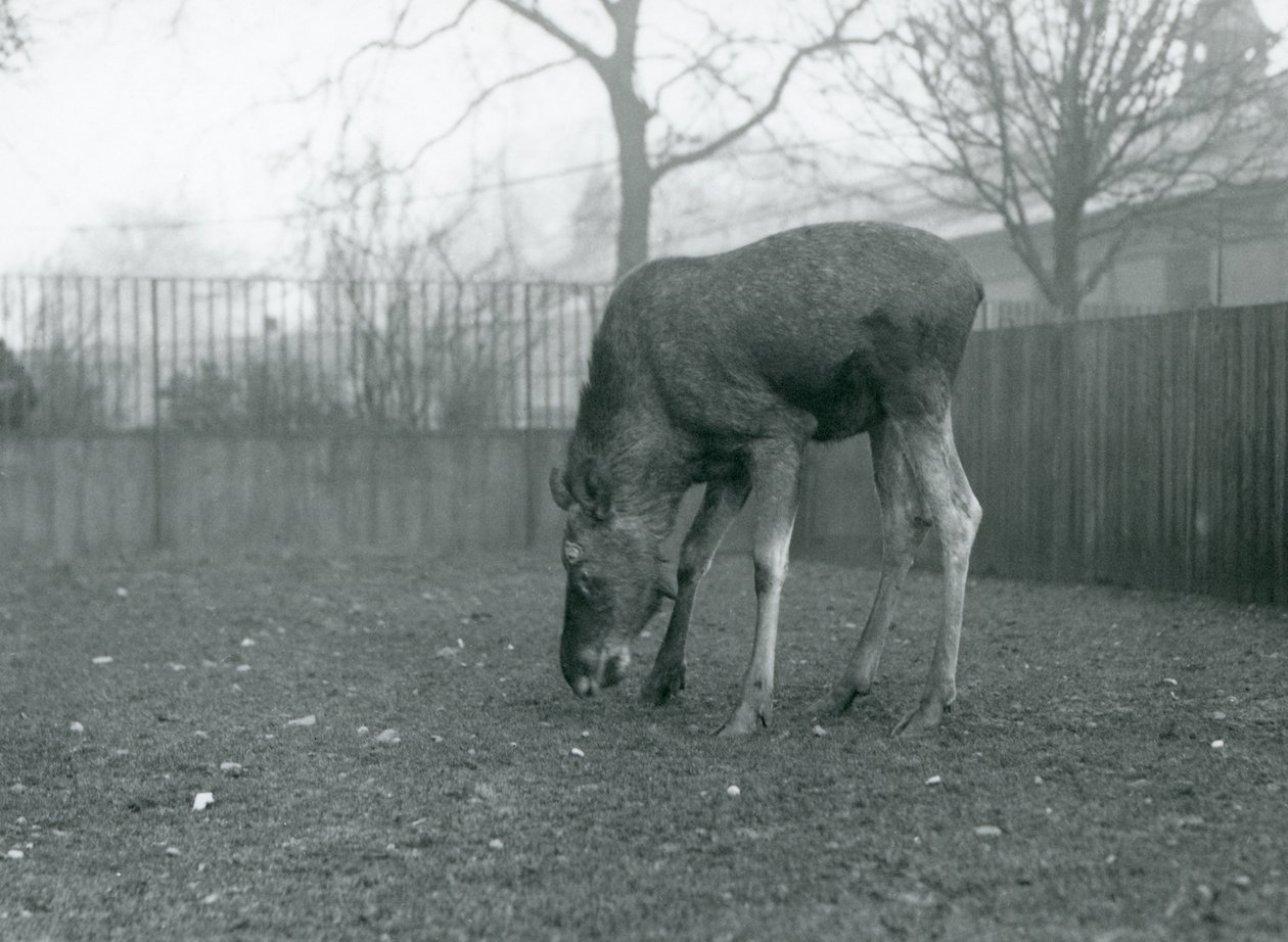 Um touro Elk/Moose fica em seu paddock e desce em direção à grama, Jardim Zoológico de Londres, janeiro de 1926 (foto a p/b) de Frederick William Bond