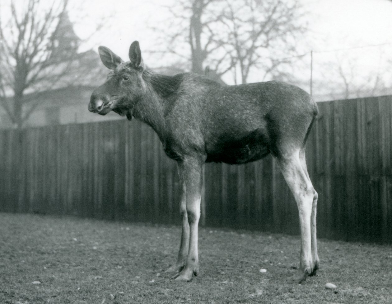 Um touro ElkMoose, com feridas de galhadas recém-galhadas, em pé no zoológico de Londres, janeiro de 1926 de Frederick William Bond