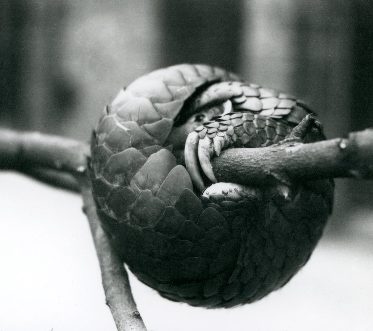 Um Pangolin chinês criticamente em perigo descansando, enrolado em torno de um galho horizontal, Zoológico de Londres, pré-1930 de Frederick William Bond
