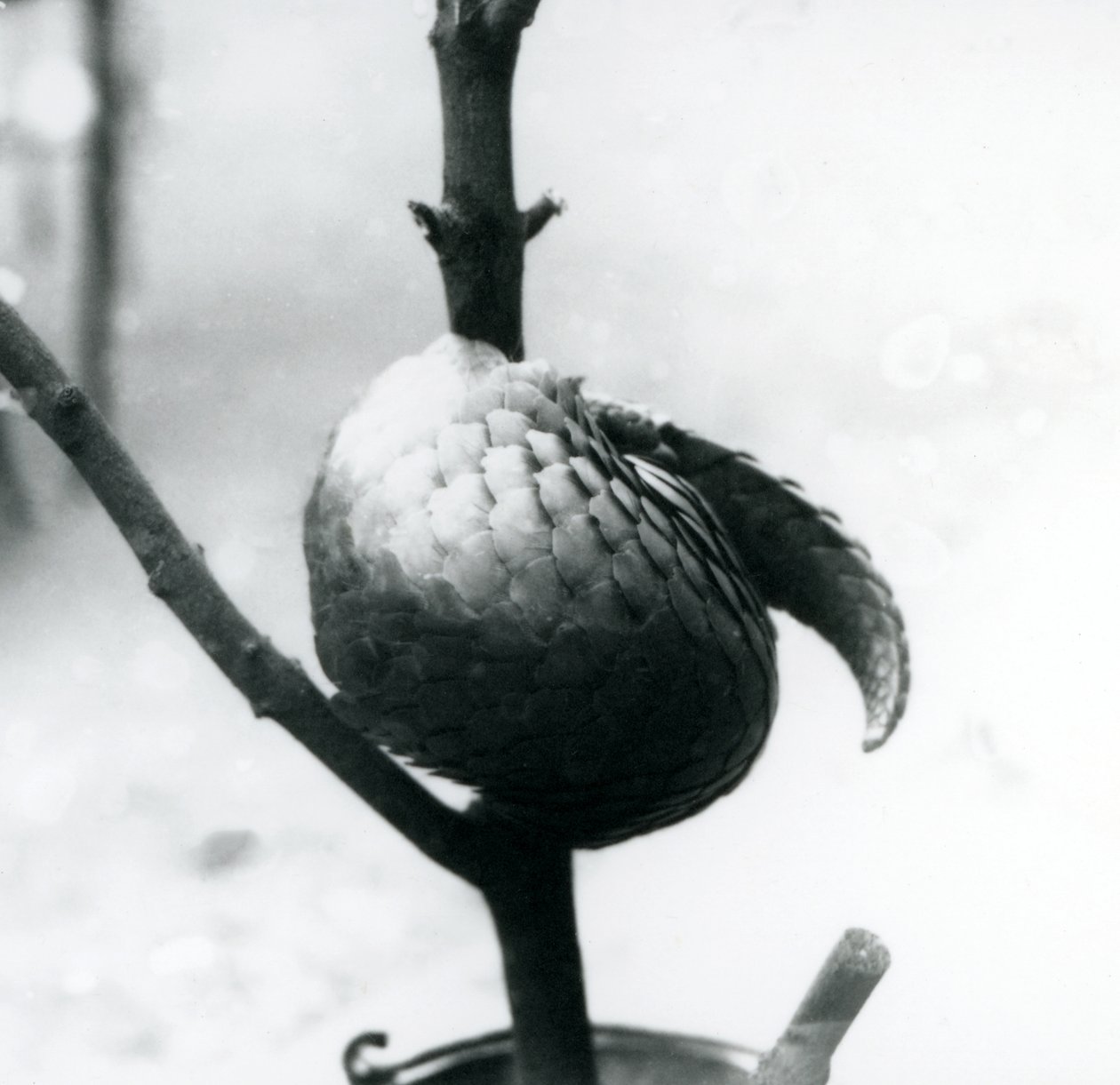 Um Pangolin chinês criticamente em perigo descansando, enrolado em torno de um galho vertical, London Zoo, em julho de 1925 de Frederick William Bond