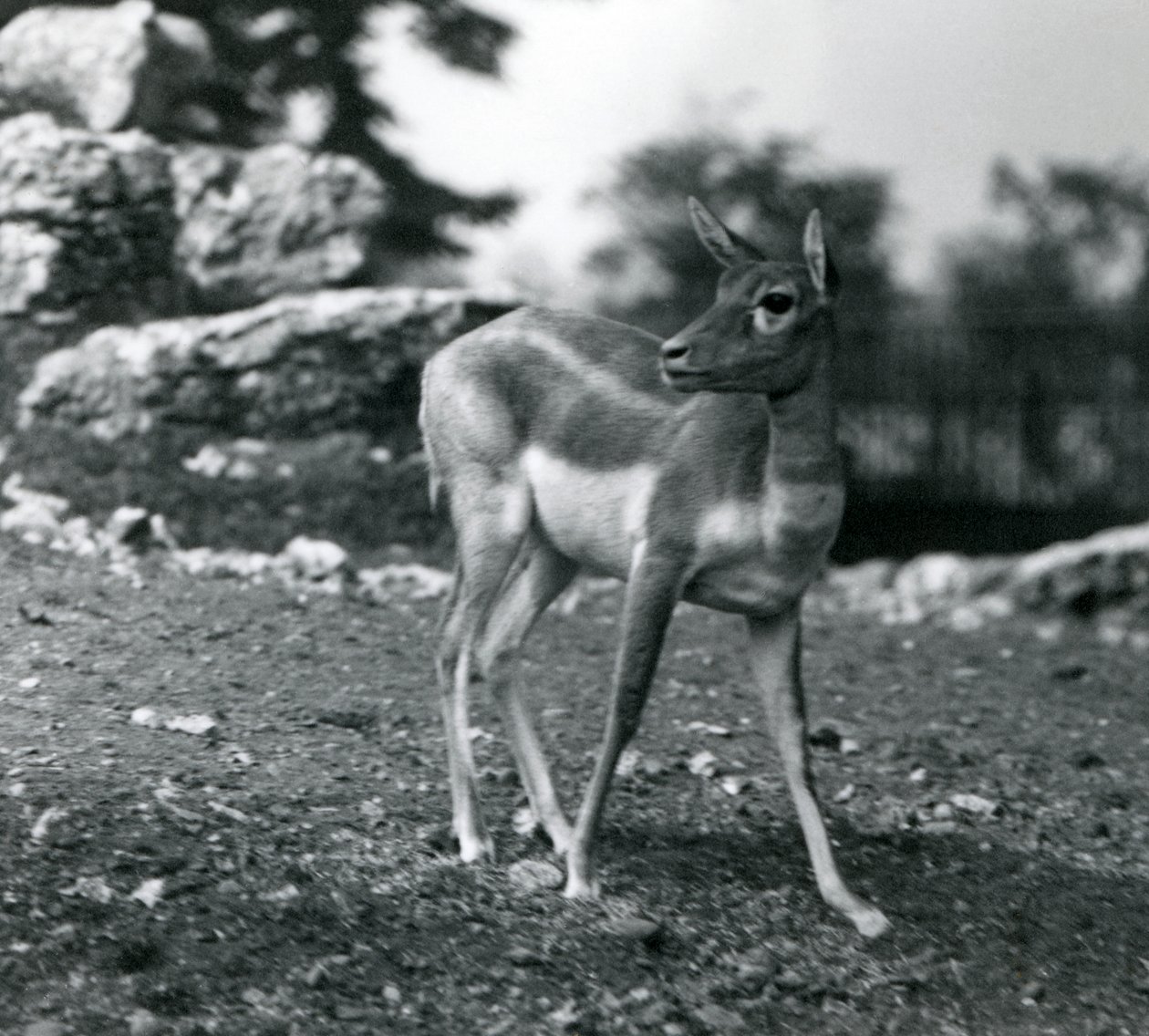 Um Blackbuck fêmea no zoológico de Londres em 1924 de Frederick William Bond