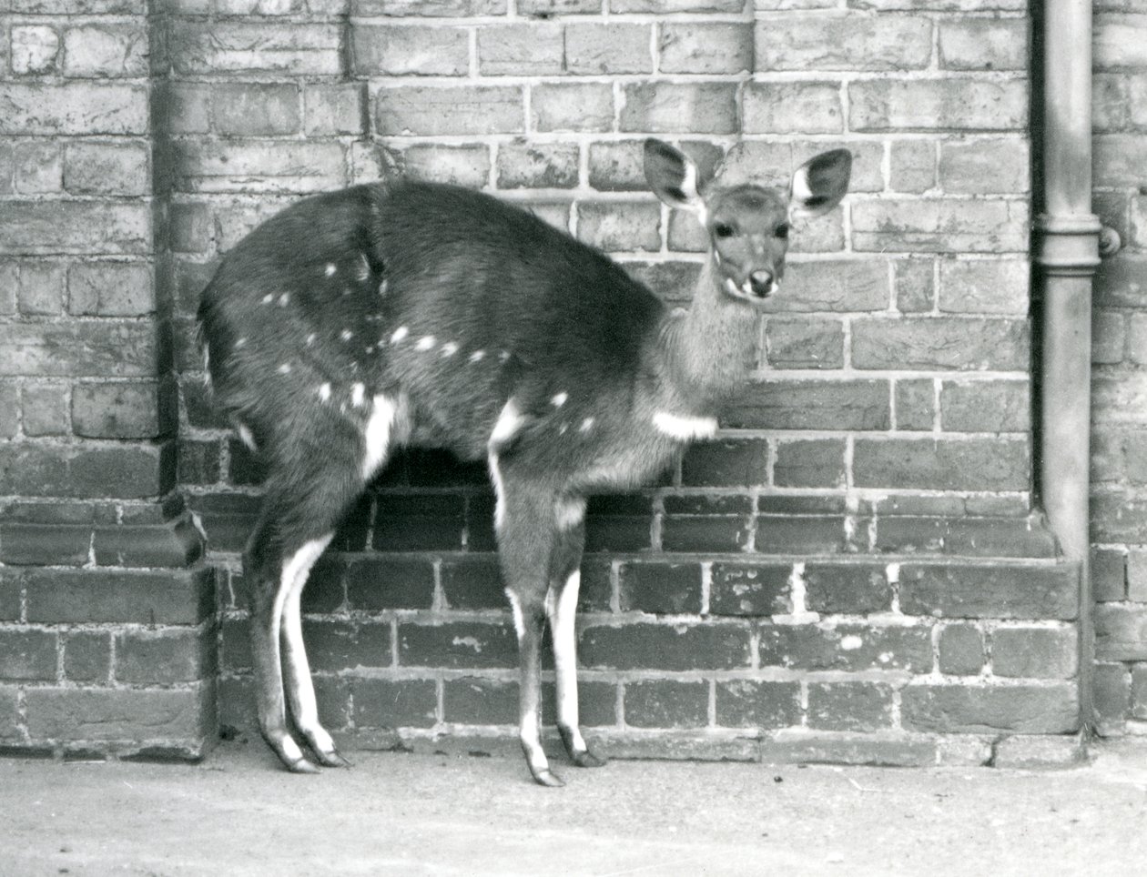 Um cabo fêmea BushbuckImbabala que está de encontro a uma parede no jardim zoológico de Londres em outubro de 1927. de Frederick William Bond