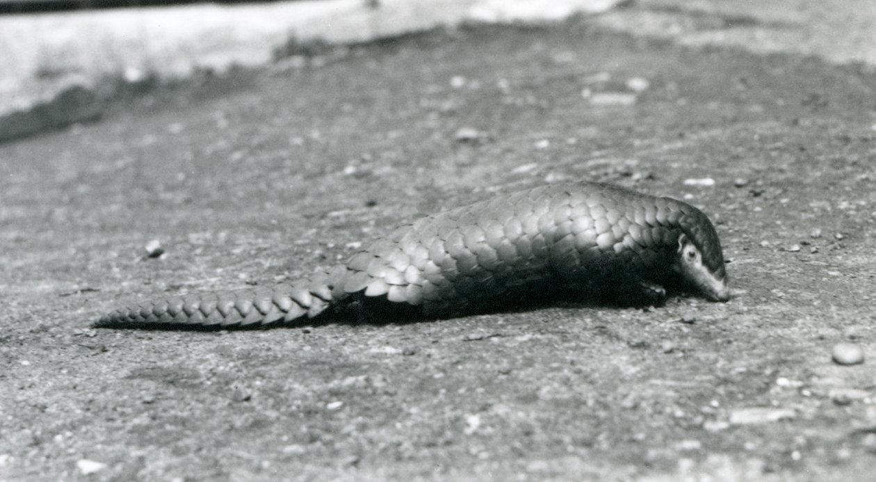 Um pangolim chinês no zoológico de Londres em agosto de 1925 de Frederick William Bond