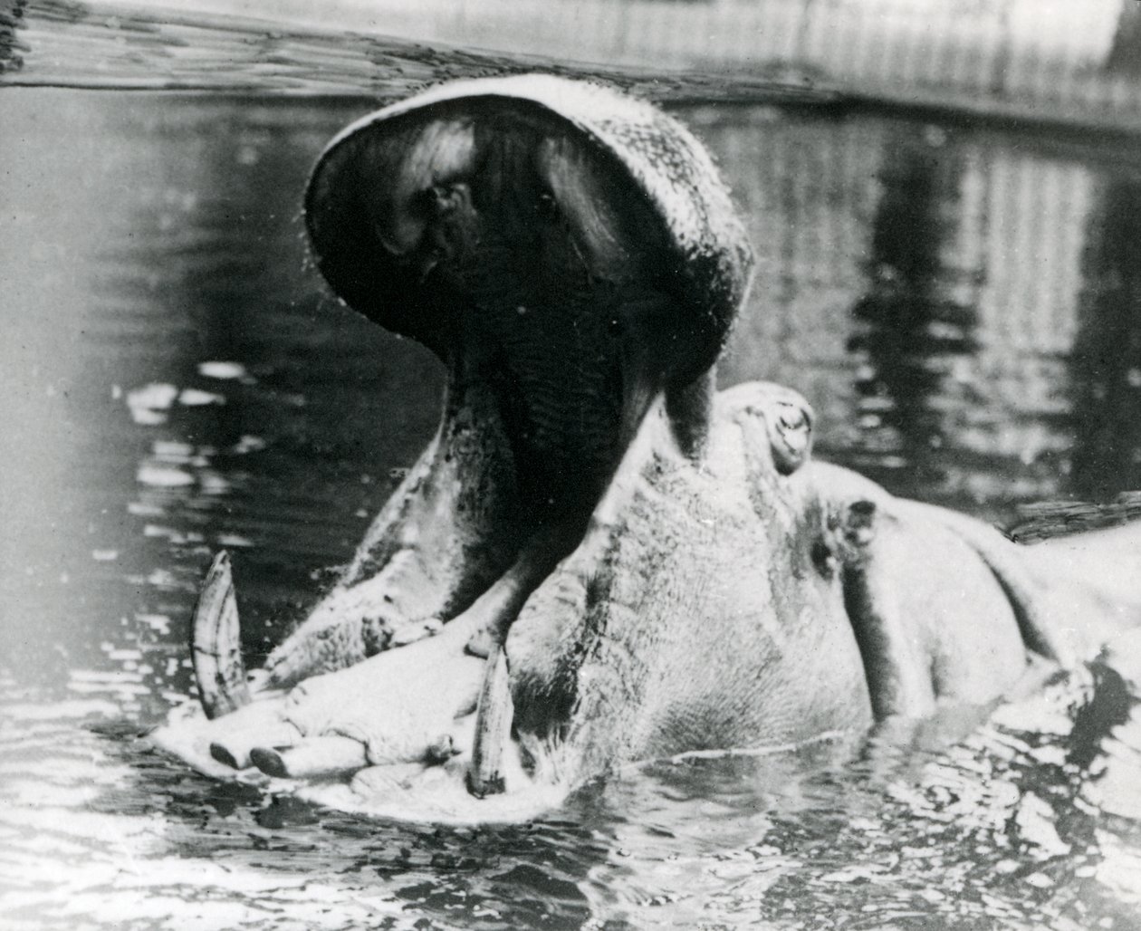 Um hipopótamo feminino, &39;Guy Fawkes&39;, boquiaberto em uma piscina no zoológico de Londres, por volta de 1900. &39;Guy Fawkes&39; nasceu para ser mãe de &39;Adhela&39; em 5 de novembro de 1872. de Frederick William Bond