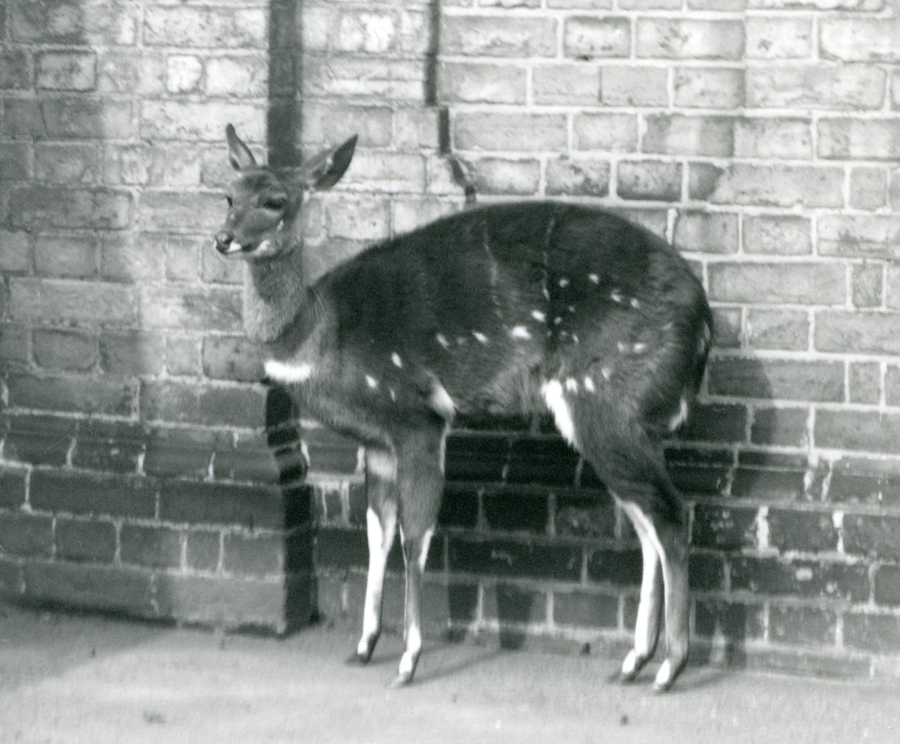 Uma fêmea ImbabalaCape Bushbuck de pé contra uma parede no Zoológico de Londres, 6 de outubro de 1927 de Frederick William Bond