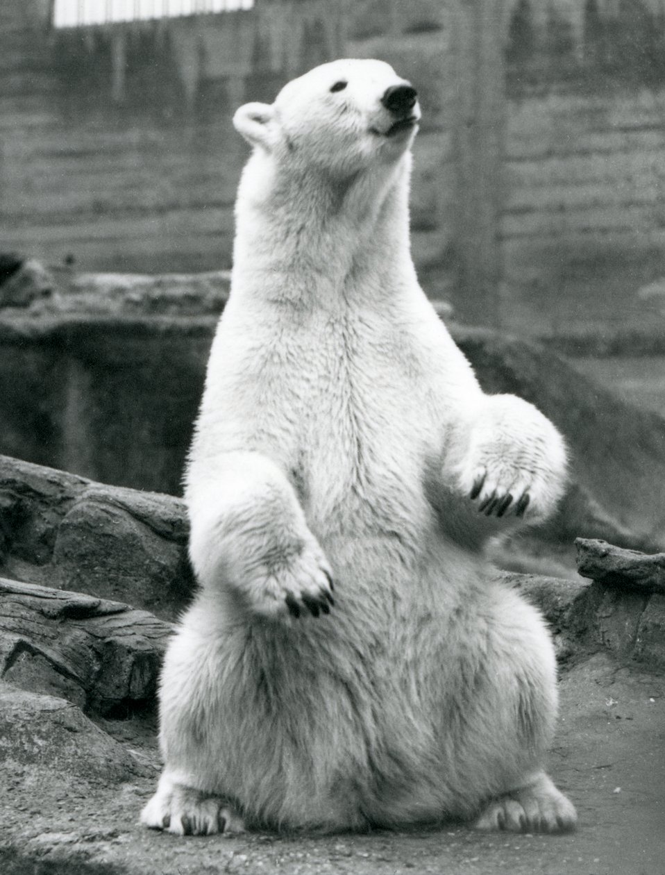 Um, femininas, urso polar, sentando, ligado, dela, havelhas, ligado, a, Mappin, terraços, em, jardim zoológico londres, em, setembro, 1928 de Frederick William Bond