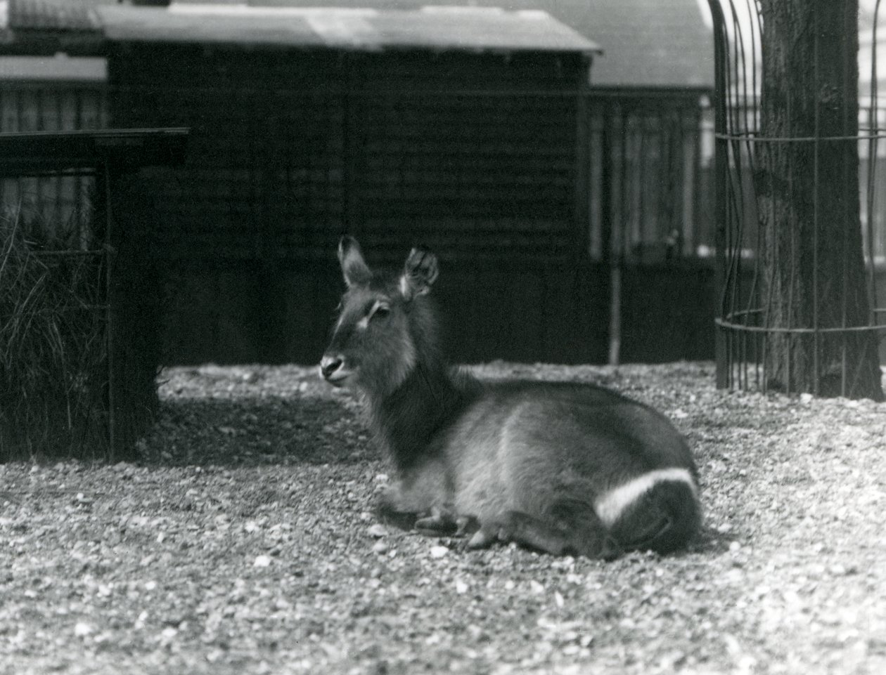Uma fêmea Waterbuck, Kobus ellipsiprymnus, sentada em seu recinto no zoológico de Londres, em junho de 1924 de Frederick William Bond