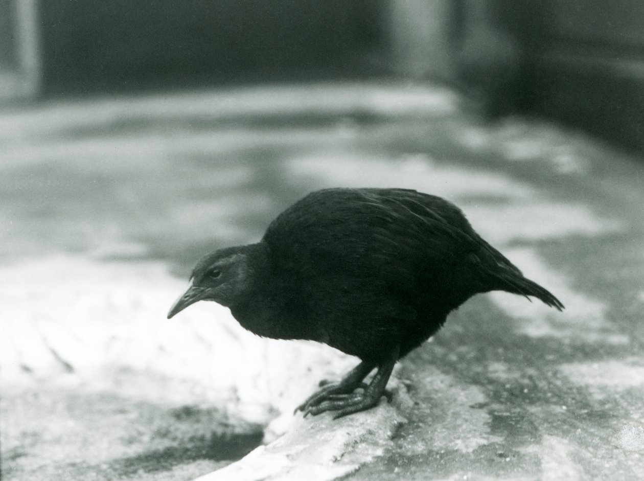 WekaMaori henWoodhen, que não voa, no zoológico de Londres em 1927 de Frederick William Bond