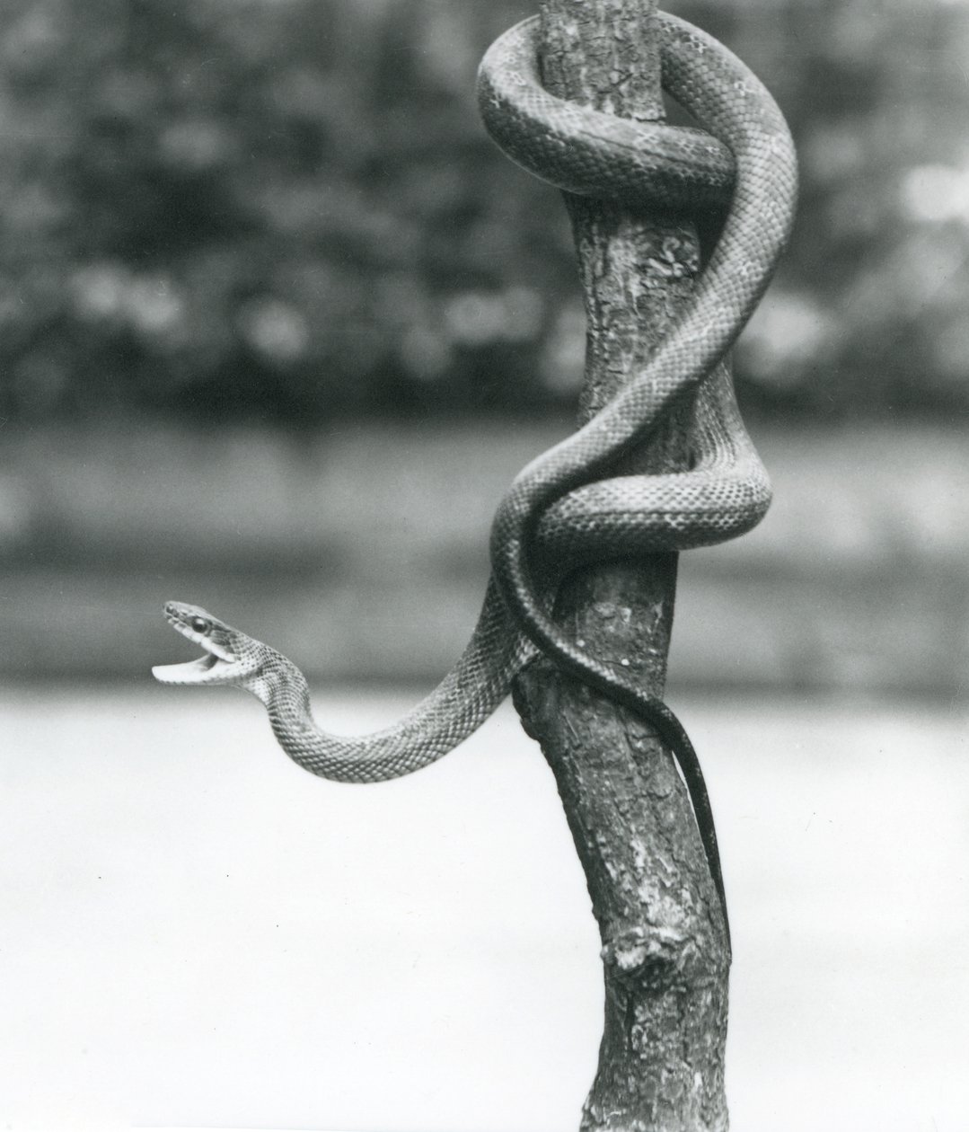 Uma cobra de rato do Texas enrolada em torno de um ramo vertical no Zoológico de Londres em agosto de 1928 (foto a p/b) de Frederick William Bond