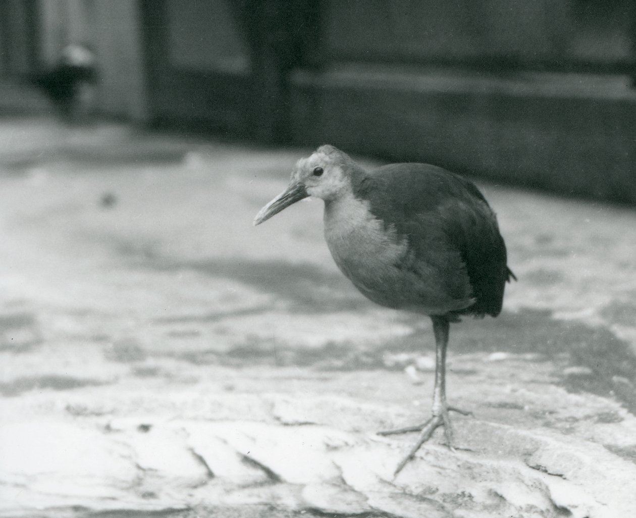 Um trilho de madeira de pescoço cinza ou trilho de madeira cinza-capuz (Aramides cajaneus) em pé em uma perna no zoológico de Londres em setembro de 1927 de Frederick William Bond