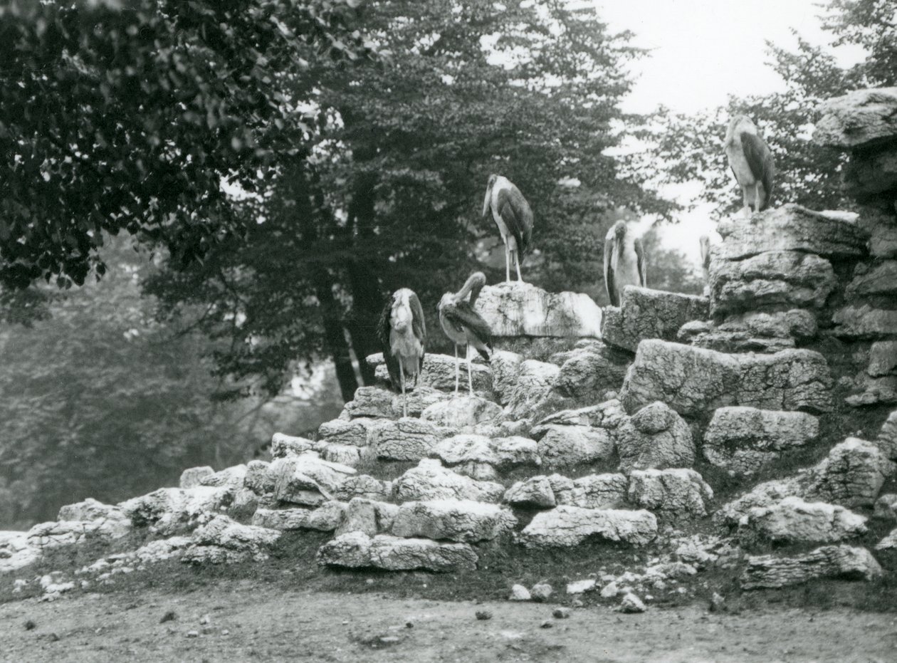 Um grupo de cinco Marabou Stork em pé sobre as rochas no Antelope Paddock no Zoo de Londres em 1928 (foto a p/b) de Frederick William Bond