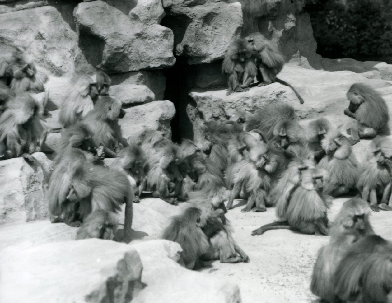Um grupo ou tropa de babuínos sagrados sentados em rochas em seu recinto, o zoológico de Londres, em julho de 1925 de Frederick William Bond