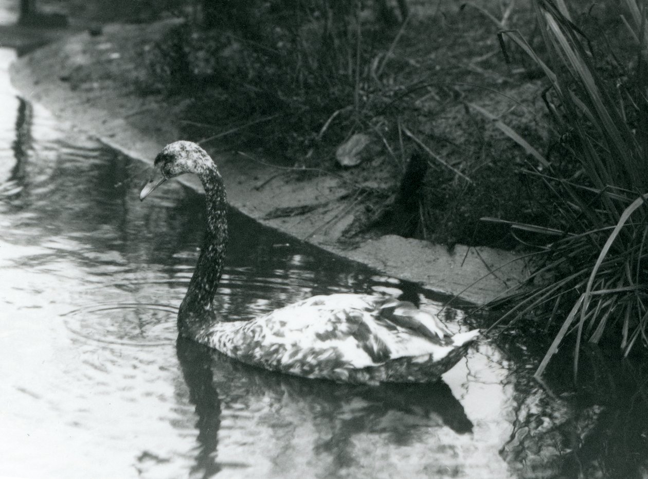Um cisne híbrido, Mute x Black, nadando em uma lagoa no zoológico de Londres em 1927 de Frederick William Bond