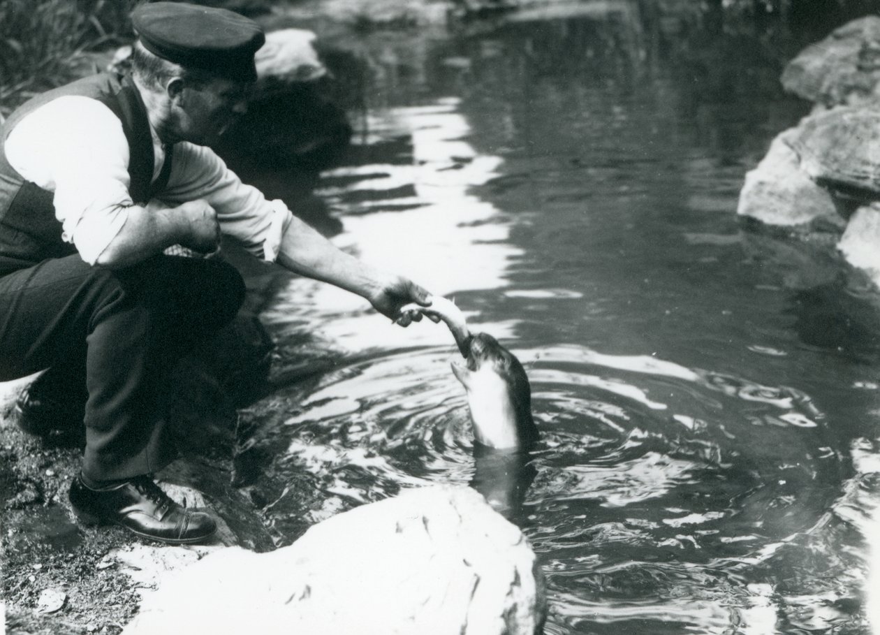 Um tratador alimentando peixes com um jovem selo encapuzado em sua piscina no Zoológico de Londres, em junho de 1914 de Frederick William Bond