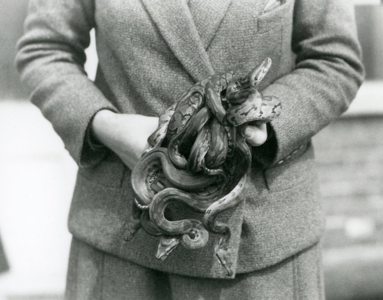 Um guardião com um nó de jovem Royal ou Ball Python no Jardim Zoológico de Londres em 1931 (foto a p/b) de Frederick William Bond