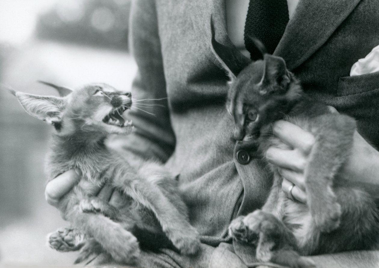 Um goleiro segurando um par de gatinhos Caracal em seu colo, London Zoo, 1924 de Frederick William Bond