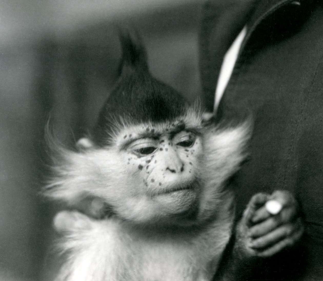 Um goleiro guarda Freckles, um Black Crested ou Congo Mangabey, London Zoo, 1924 de Frederick William Bond