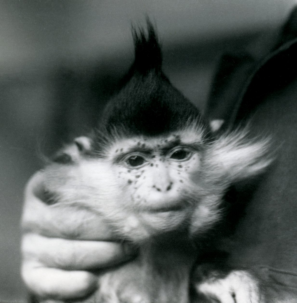 Um goleiro guarda Freckles, um Black Crested ou Congo Mangabey, London Zoo, 1924 de Frederick William Bond