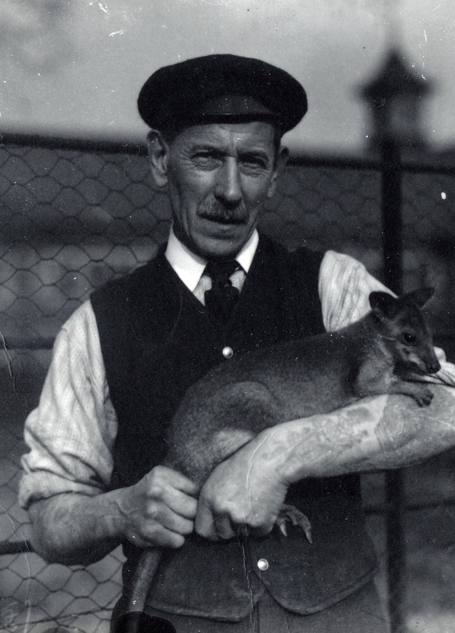 Um guardião segura um wallaby, outubro de 1920 (foto a p/b) de Frederick William Bond