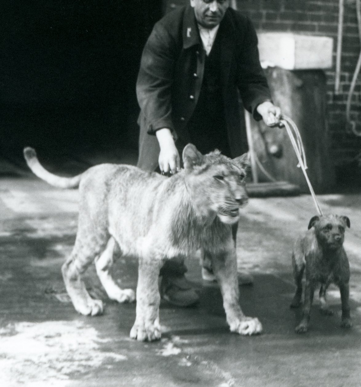 Um tratador levando um cão e um leão jovem para passear, Jardim Zoológico de Londres, Agosto de 1925 (foto a p/b) de Frederick William Bond