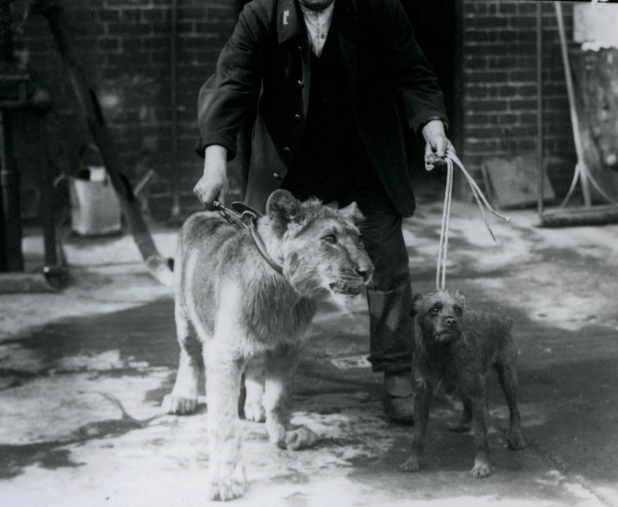 Um guardião levando um Terrier irlandês e um jovem Leão para passear em pistas, no Zoológico de Londres, em setembro de 1925 de Frederick William Bond