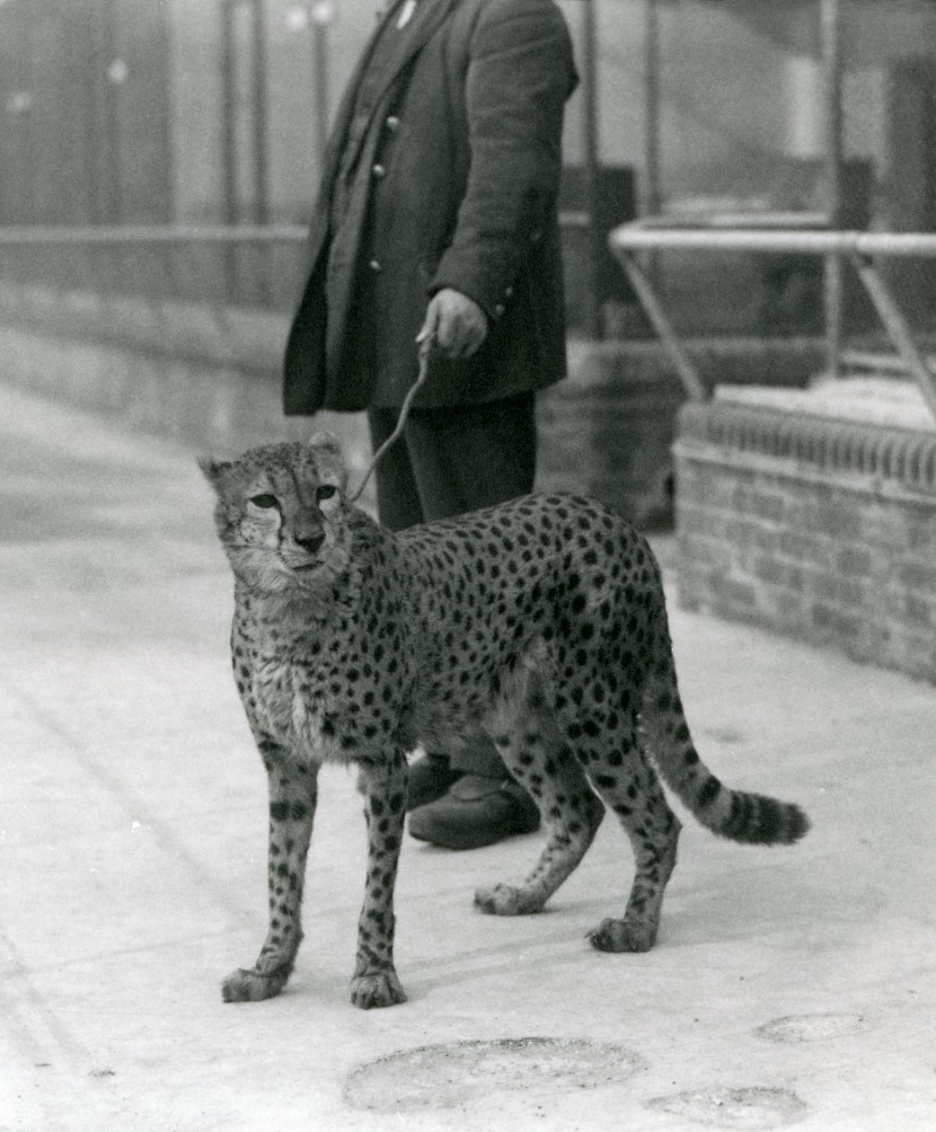Um guardião com uma chita numa pista, Jardim Zoológico de Londres de Frederick William Bond