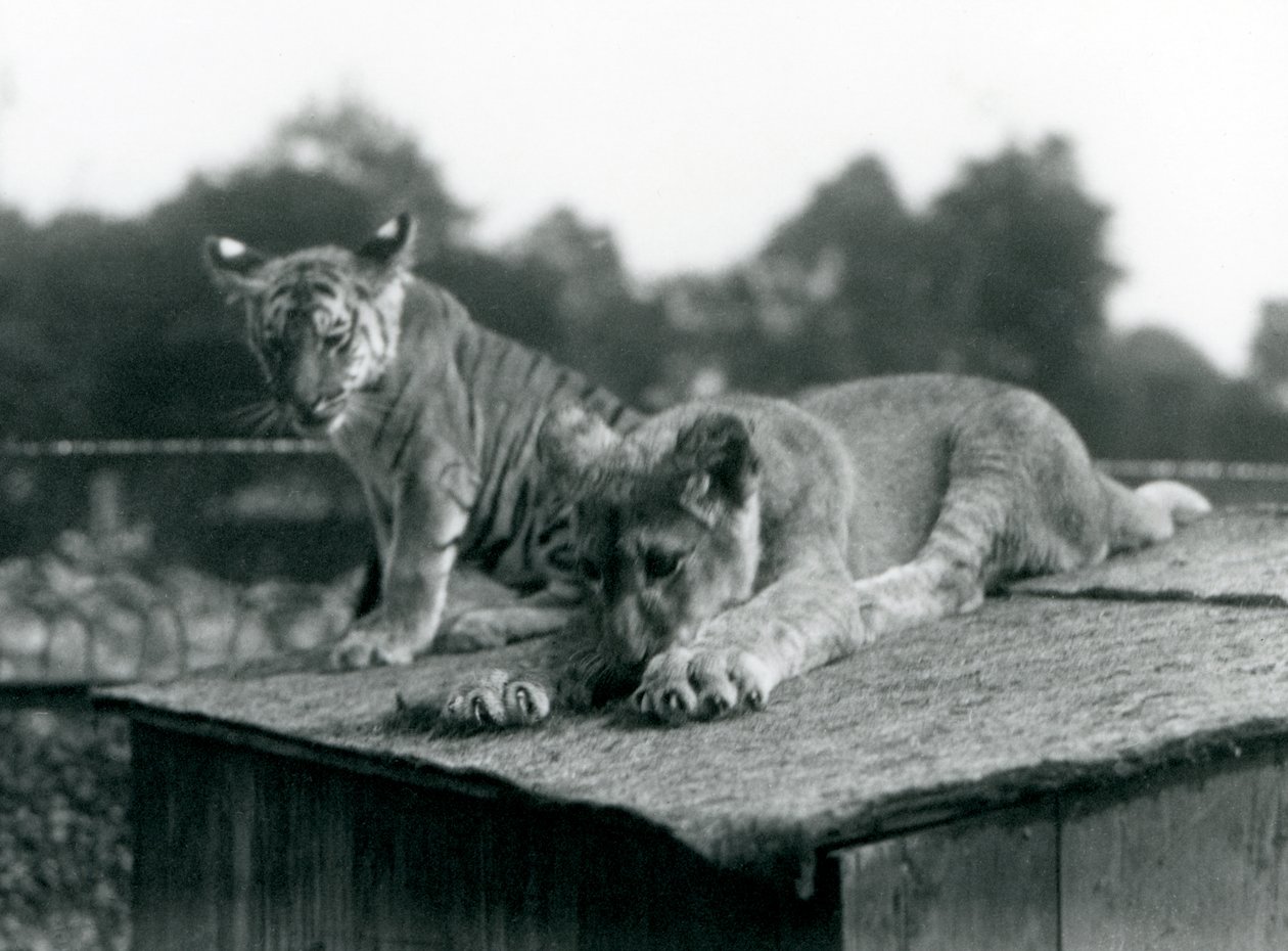 Um leão e uma cria de tigre sentam-se juntos no telhado da sua toca, Jardim Zoológico de Londres, Setembro de 1925 (foto a p/b) de Frederick William Bond