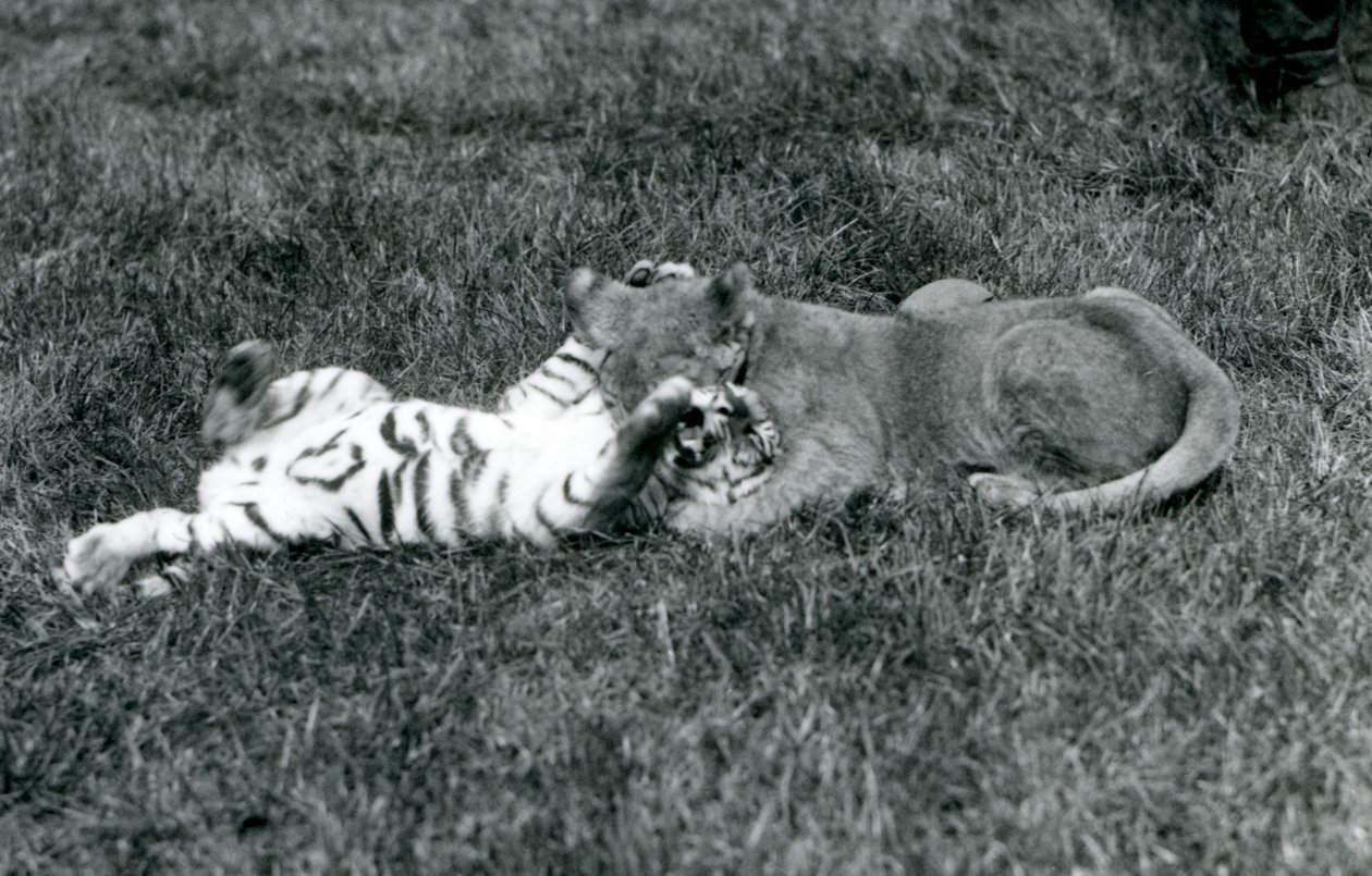 A lion and tiger cub wrestle on the grass, Jardim Zoológico de Londres, Setembro de 1925 (foto a p/b) de Frederick William Bond