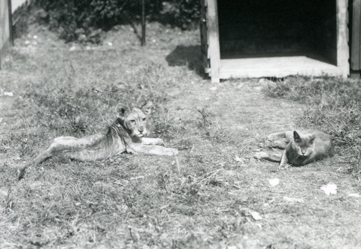 Um, filhote leão, mentindo, ligado, um, gramado, perto, um, abrir madeira, crate, com, um, gato doméstico, londres, jardim zoológico, julho, 1925 de Frederick William Bond