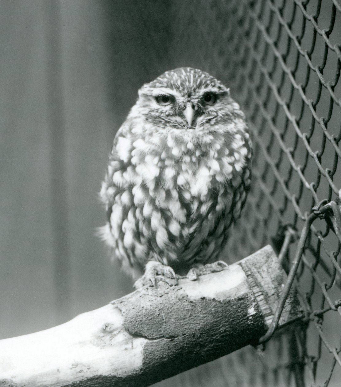 Uma pequena coruja sentada em um galho ao lado da rede de arame de seu recinto, o zoológico de Londres, em novembro de 1925 de Frederick William Bond
