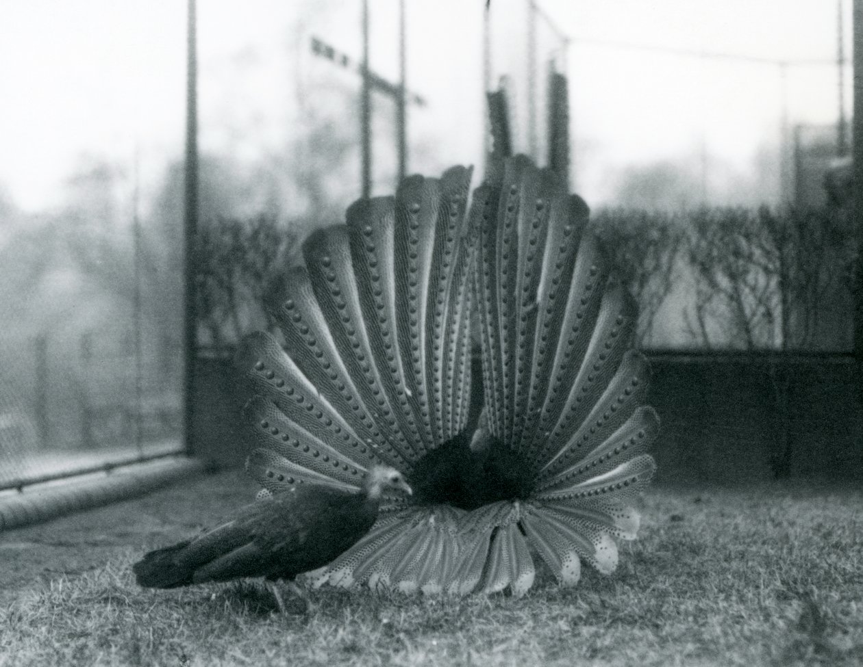 Uma exibição masculina de Argus PheasantGreat Argus, com uma mulher ao lado dele, Zoológico de Londres, janeiro de 1926 de Frederick William Bond