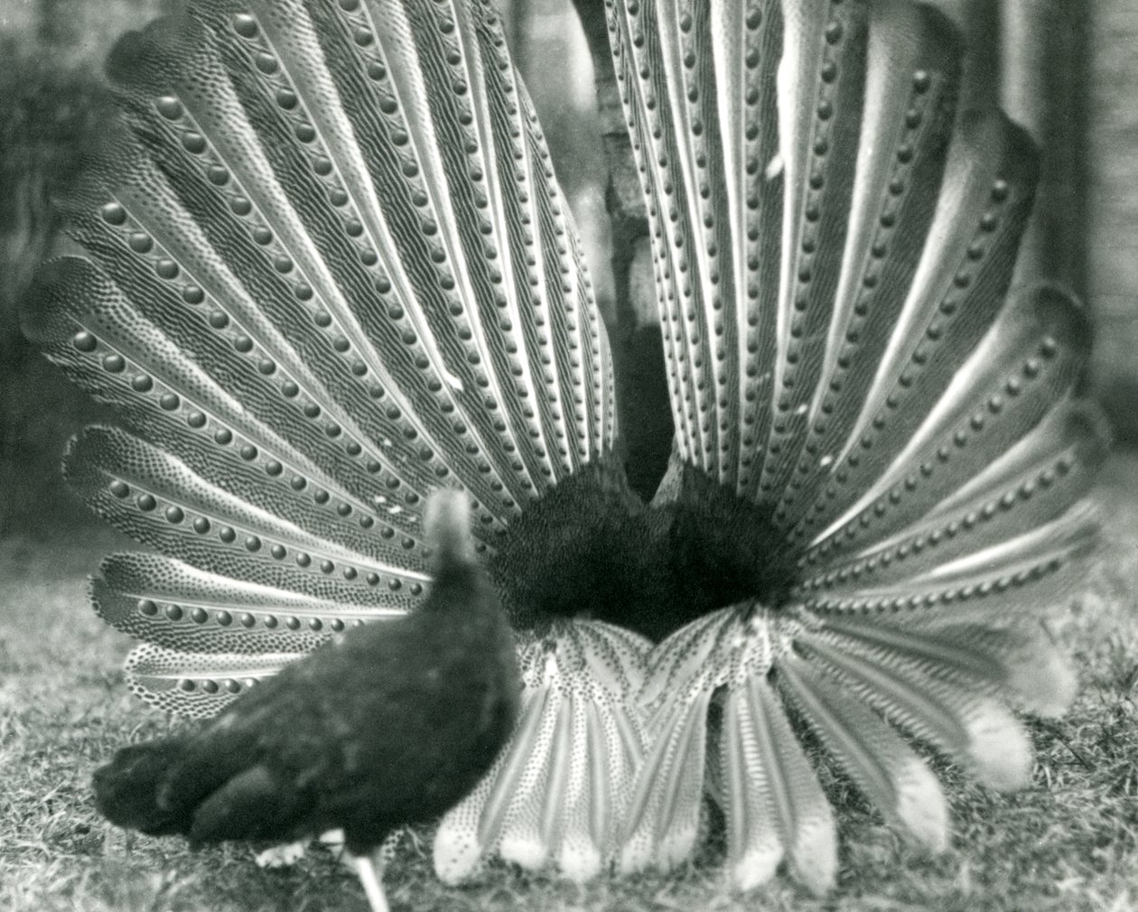 Uma exibição masculina de Argus PheasantGreat Argus, com uma mulher ao lado dele, Zoológico de Londres, janeiro de 1926 de Frederick William Bond