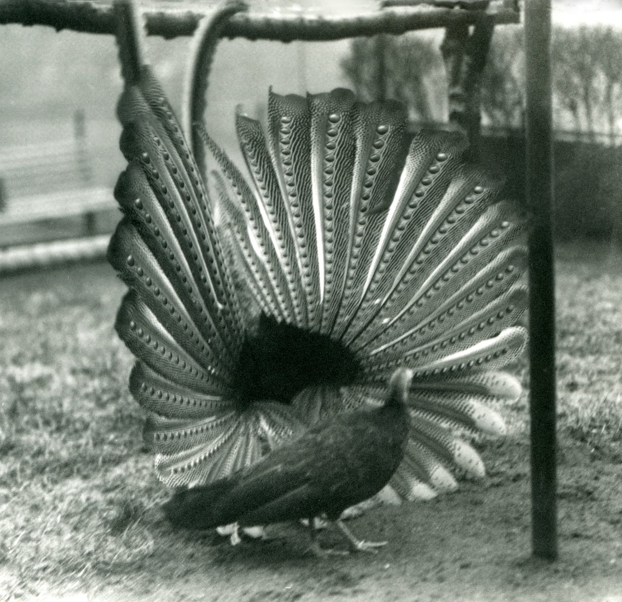 Uma exibição masculina de Argus PheasantGreat Argus, com uma mulher ao lado dele, Zoológico de Londres, janeiro de 1926 de Frederick William Bond