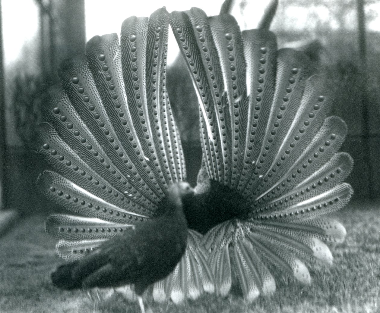 Uma exibição masculina de Argus PheasantGreat Argus, com uma mulher ao lado dele, Zoológico de Londres, janeiro de 1926 de Frederick William Bond