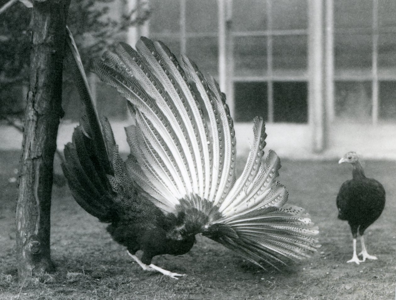 Um macho Argus Faisão, ou Grande Argus, exibindo suas penas de asa e cauda, enquanto uma fêmea está à sua frente, o Zoológico de Londres, janeiro de 1926 de Frederick William Bond