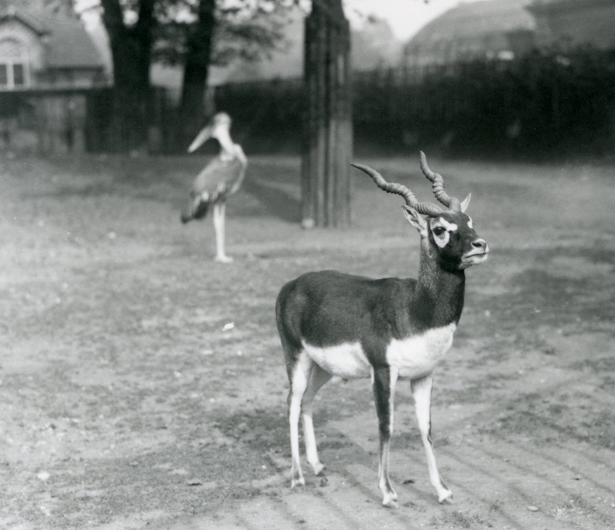 Um Blackbuck macho ou Antílope Indiano em pé num paddock no Jardim Zoológico de Londres, Outubro de 1926 (foto a p/b) de Frederick William Bond