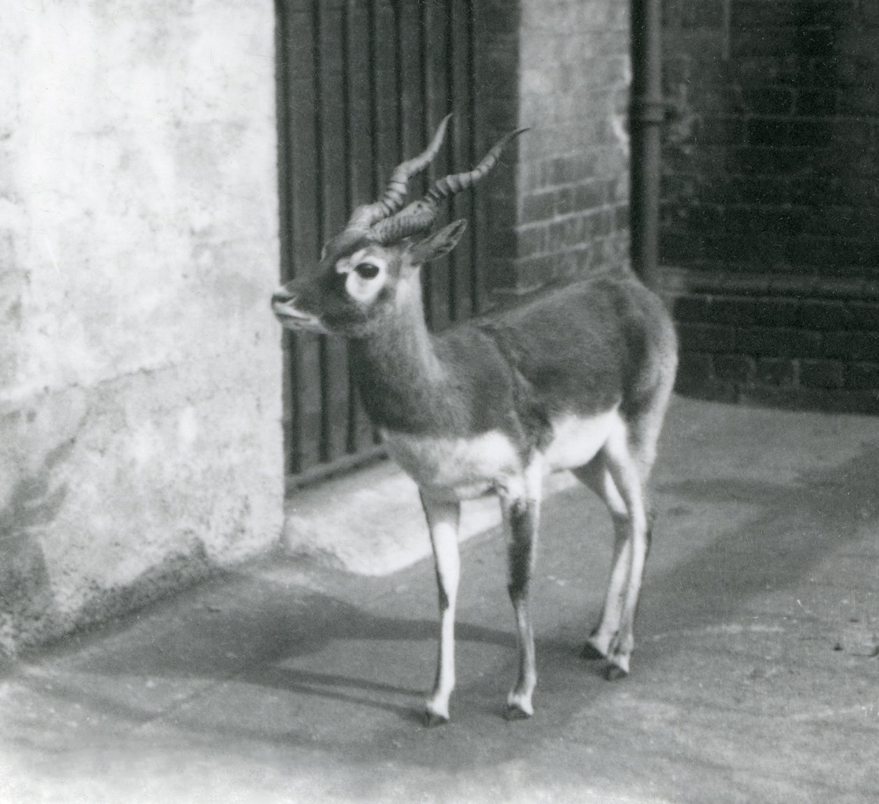 Um macho Blackbuck de pé em seu recinto no zoológico de Londres em junho de 1925 de Frederick William Bond