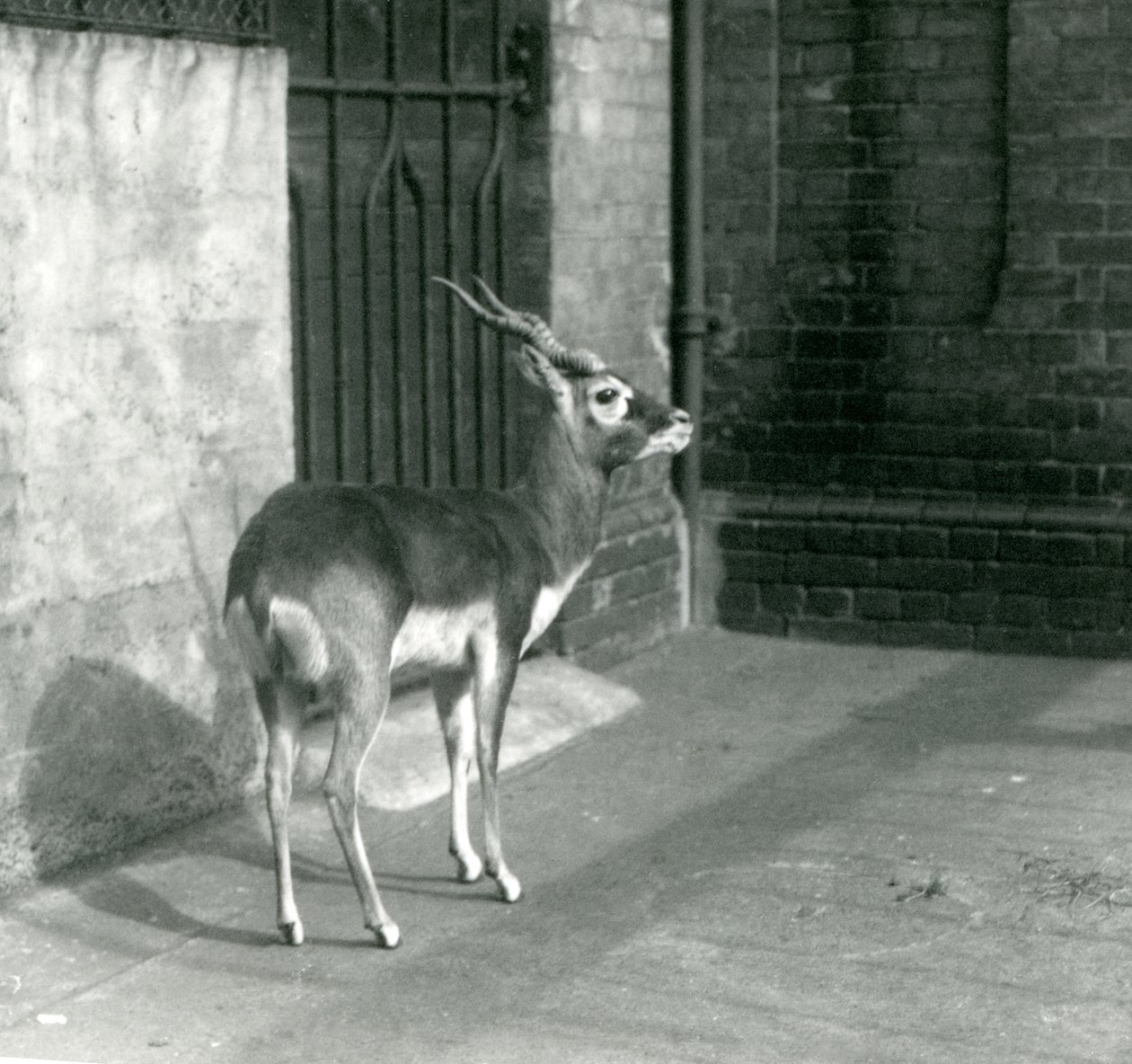 Um macho Blackbuck de pé em seu recinto no zoológico de Londres em junho de 1925 de Frederick William Bond