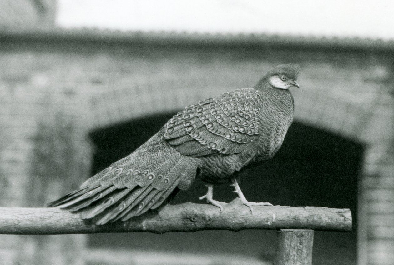 Um Faisão Pavão cinzento macho em seu poleiro no Zoológico de Londres em 1931 (foto a p/b) de Frederick William Bond