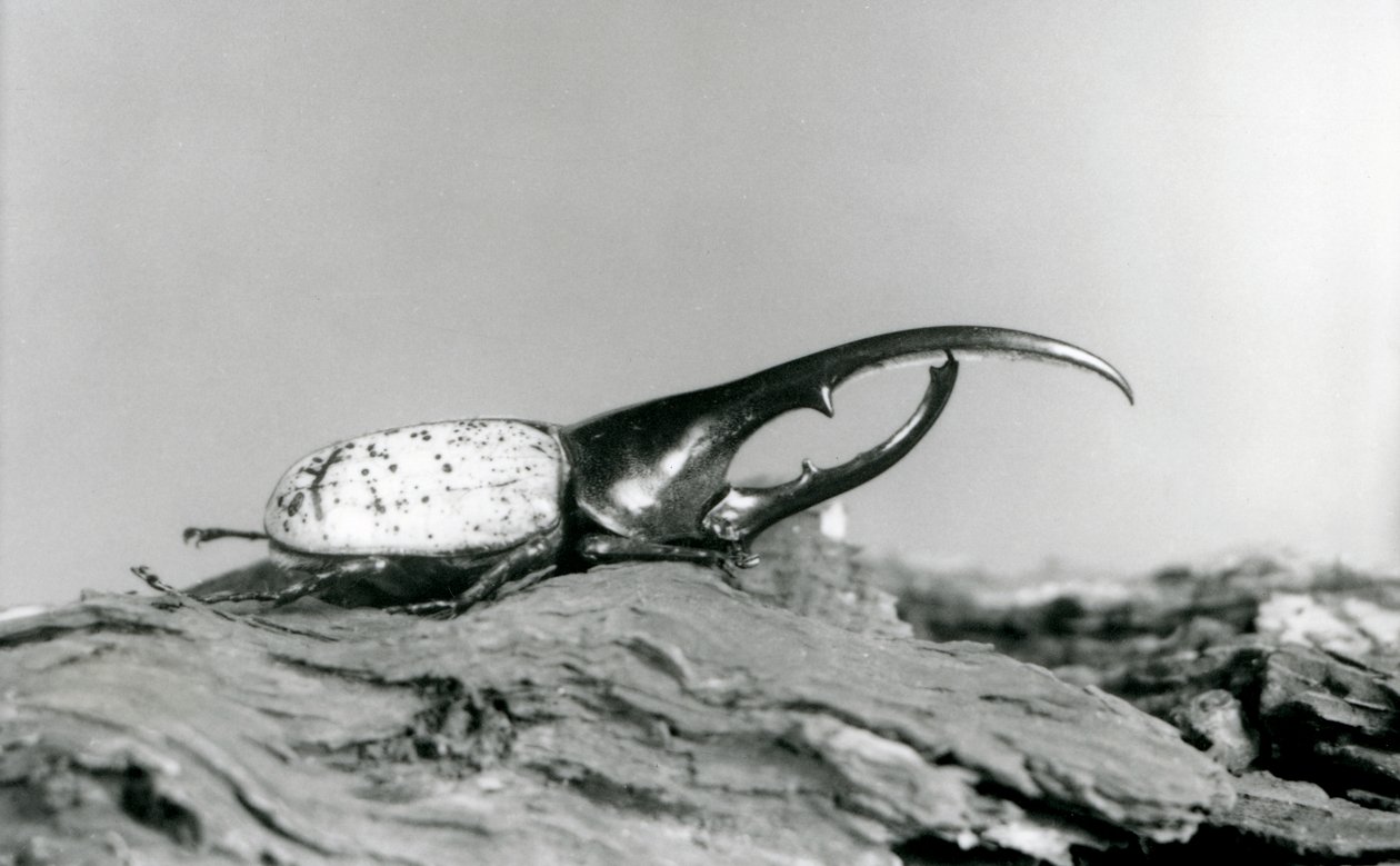 Um macho Hercules Beetle descansando na casca no zoológico de Londres de Frederick William Bond