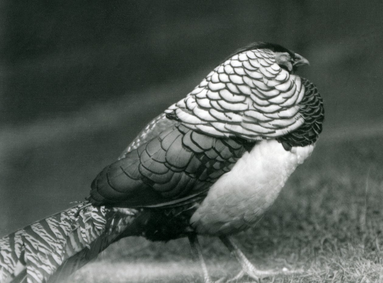 Um faisão de Lady Amherst macho, em pé na relva, no jardim zoológico de Londres. de Frederick William Bond