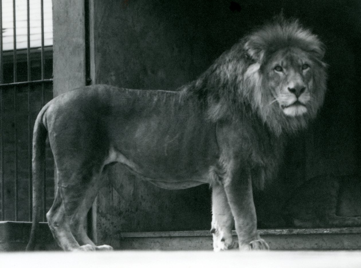 Leão macho no zoológico de Londres, junho de 1924 de Frederick William Bond