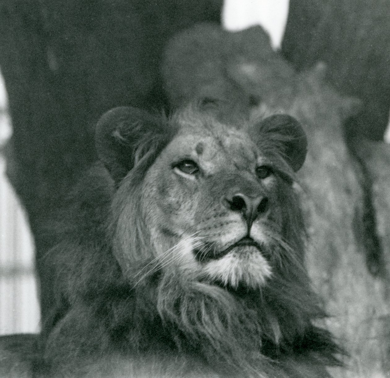 Um Leão macho no Jardim Zoológico de Londres em 1929 (foto a p/b) de Frederick William Bond