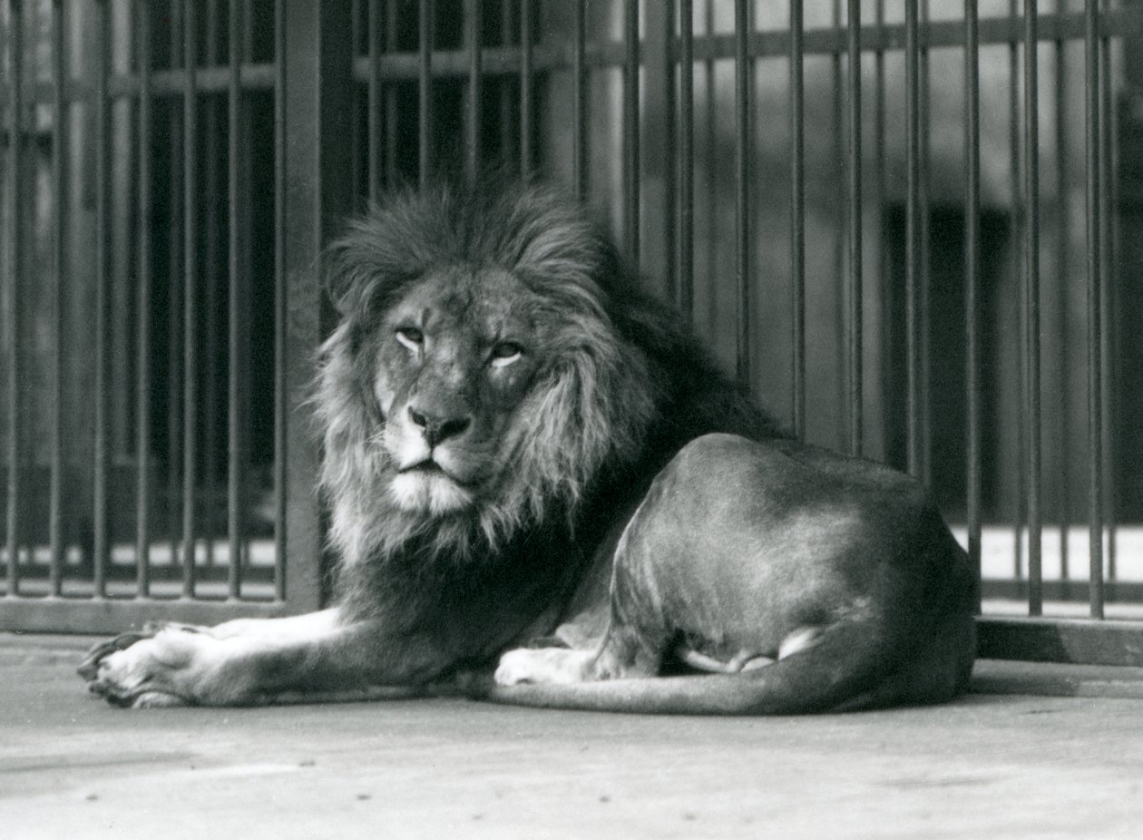 Um, macho, leão, mentindo, contra, a, barras, de, seu, cercar, londres, jardim zoológico, setembro, 1927 de Frederick William Bond