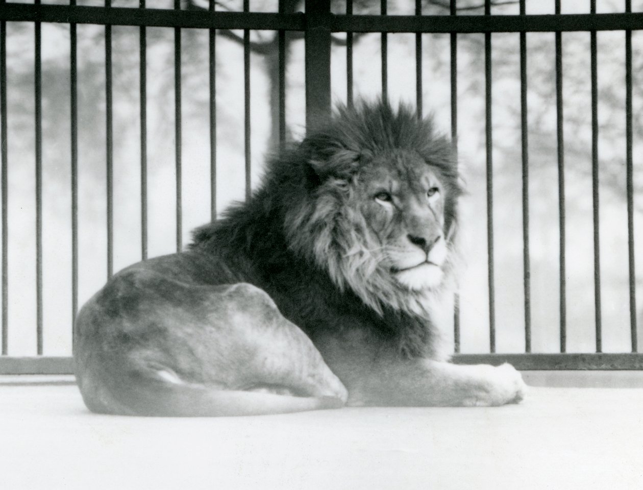 Um Leão macho descansando em seu recinto no Zoológico de Londres em março de 1925 (foto a p/b) de Frederick William Bond