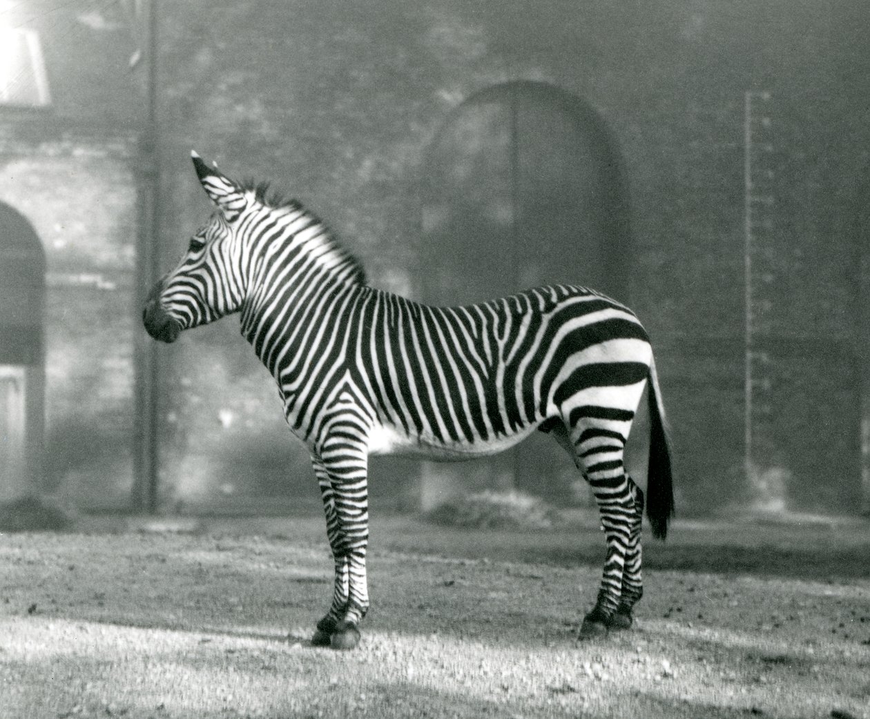 Uma zebra de montanha masculina x Hartmanns Mountain Zebra que está em seu paddock no jardim zoológico de Londres em setembro de 1927 de Frederick William Bond
