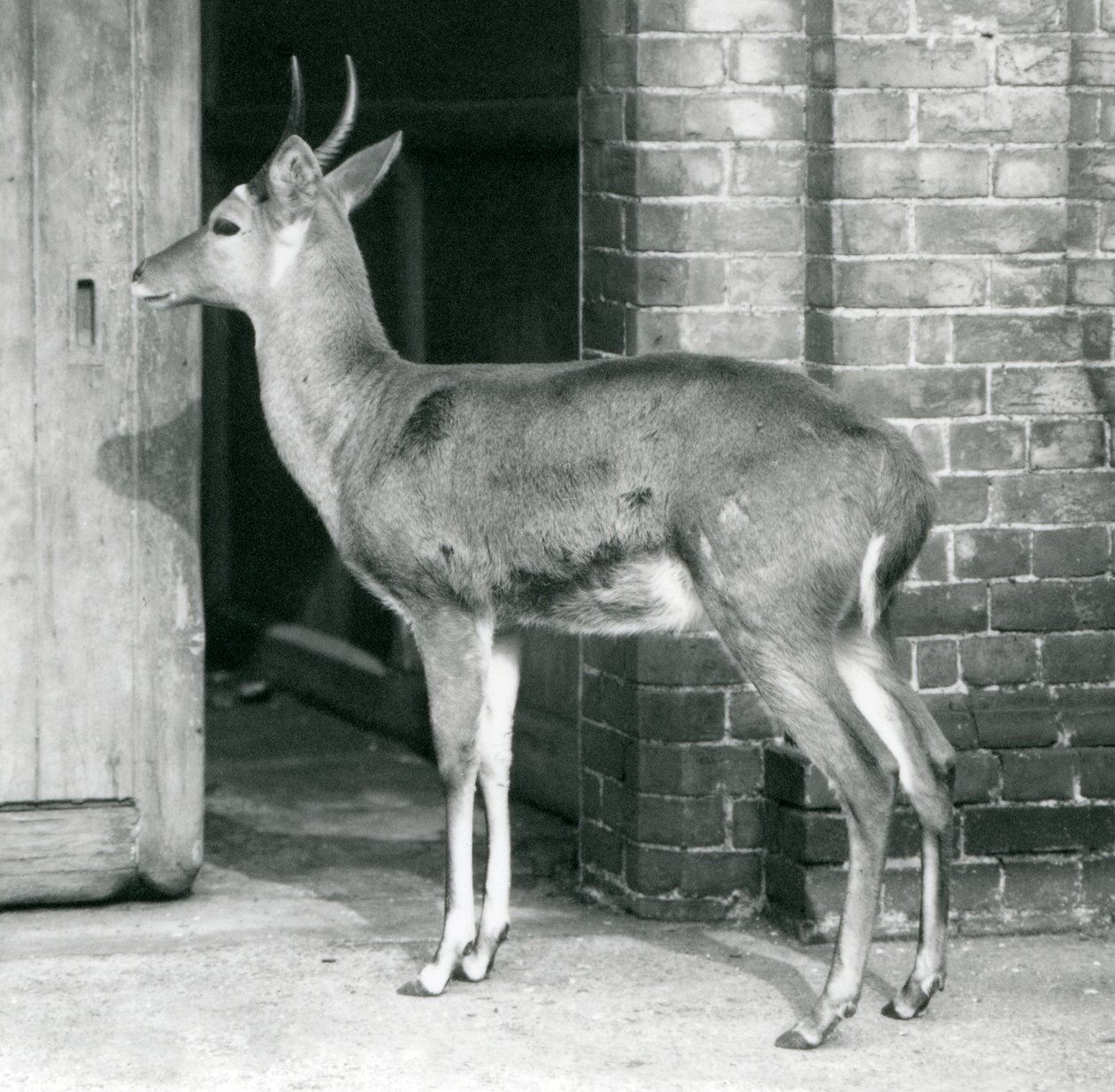 Um macho Southern Reedbuck Common ou Reitbok de pé ao lado da casa antelope, London Zoo, 6 de outubro de 1927 de Frederick William Bond