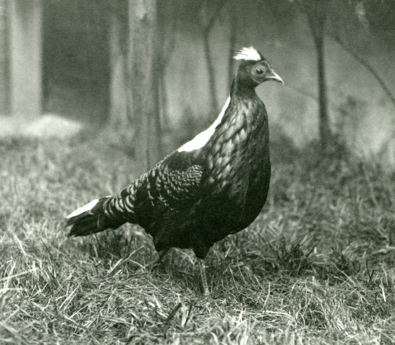Um macho Swinhoes Pheasant no Zoológico de Londres, em setembro de 1923 de Frederick William Bond